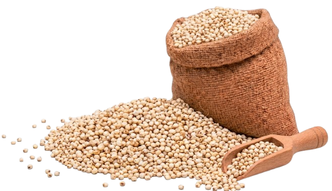 Sorghum